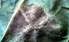 Mana tutunului Mana tutunului